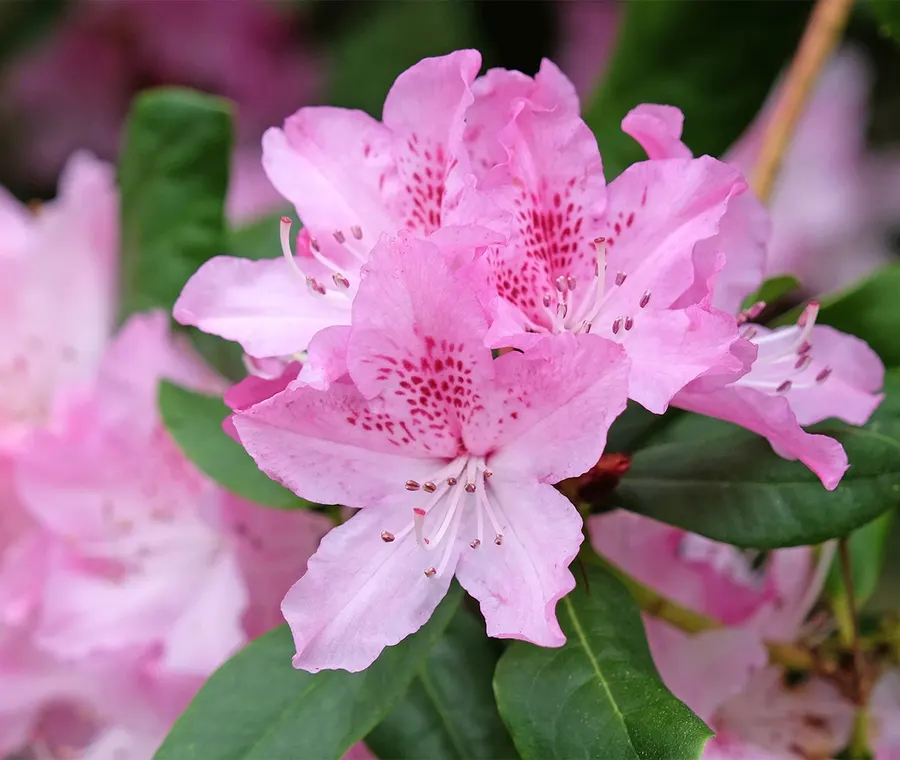 Rhododendron