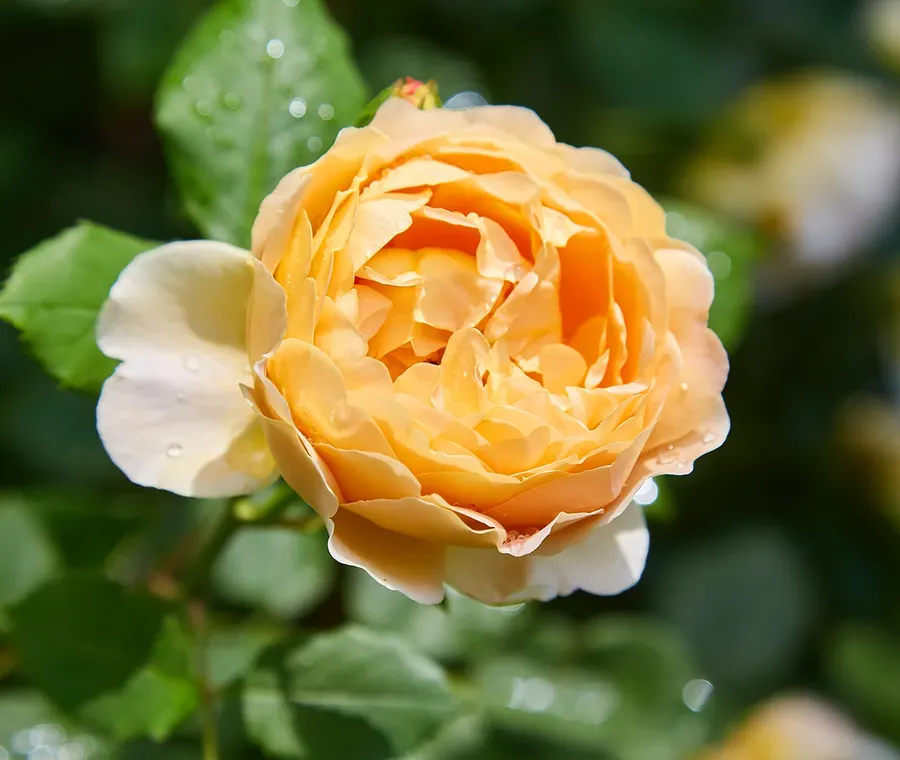 Rosor
