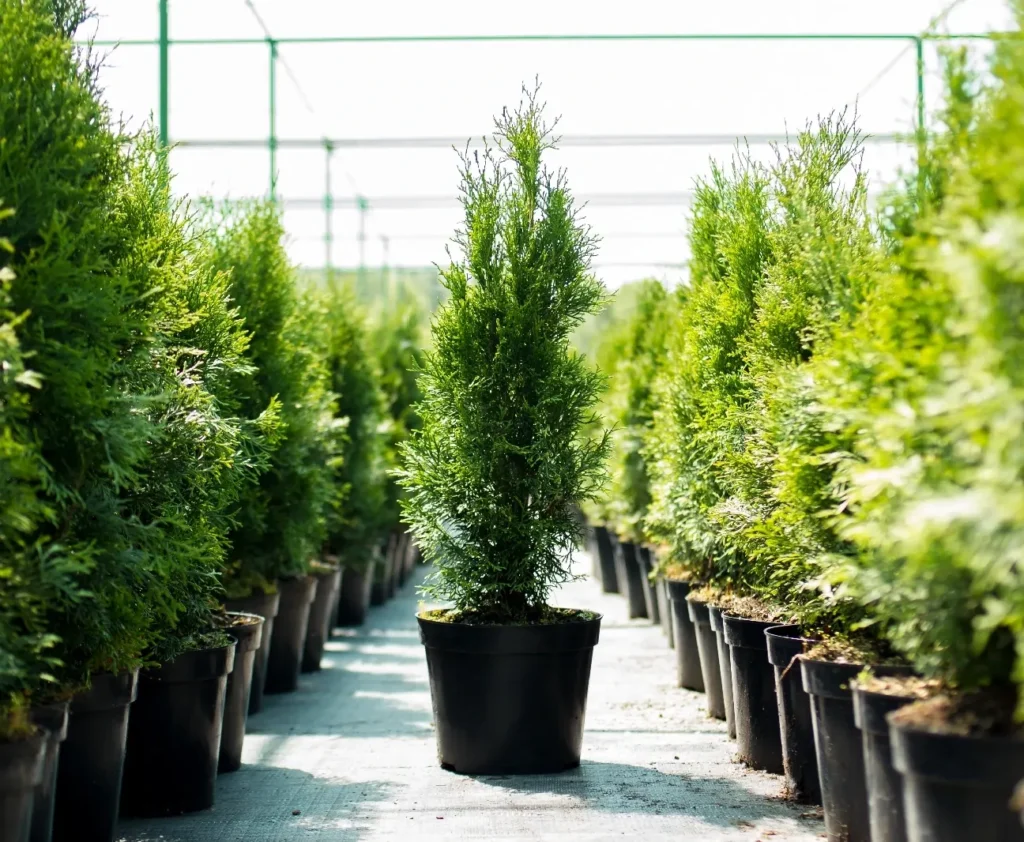 Krukodlade tujor i rad inne i ett tunnelväxthus